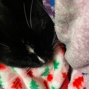 Meet your Posher, Rosa